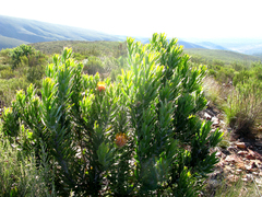 Leucospermum pluridens