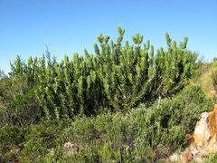 Leucospermum pluridens
