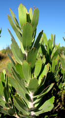 Leucospermum pluridens