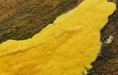 Trichoderma victoriense