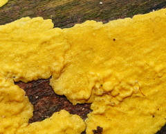 Trichoderma victoriense