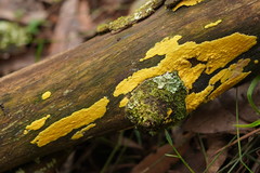 Trichoderma victoriense