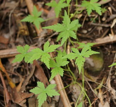 Hydrocotyle geraniifolia