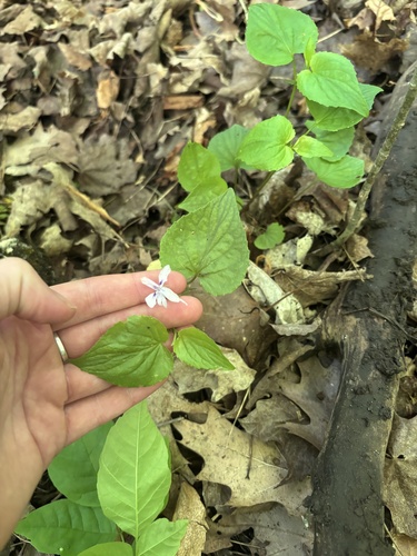 Viola rostrata, 2026-06-02