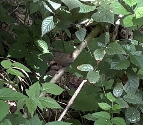 Eurasian Wren