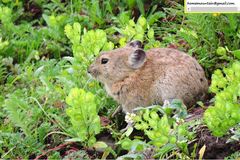 Plateau Pika photo 3
