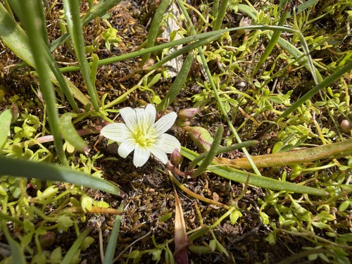 Lewisia nevadensis, photograph 6