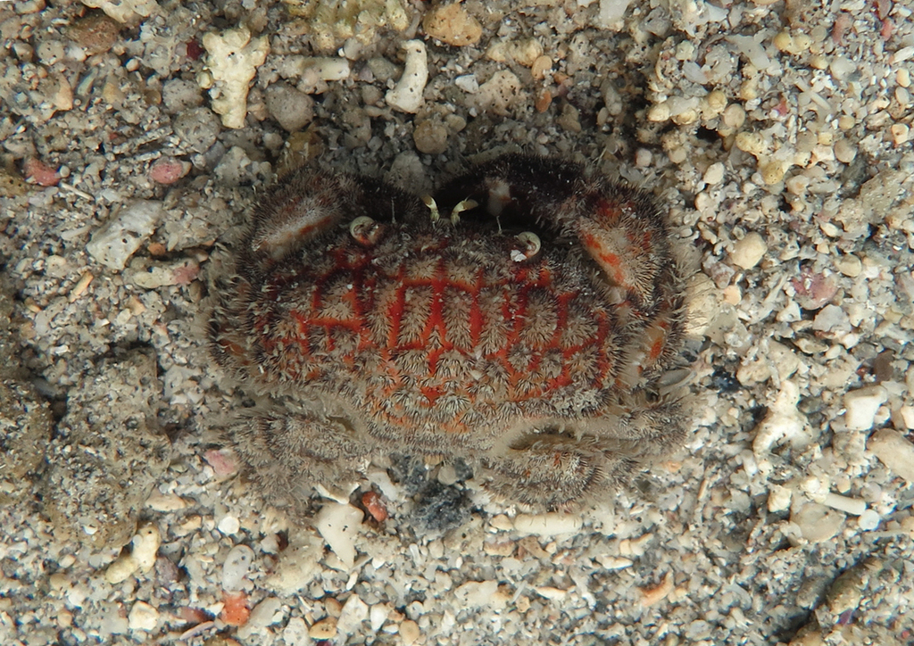 Unshaven Crab