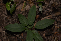 Clerodendrum floribundum
