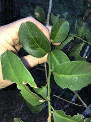 Capparis arborea