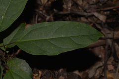 Clerodendrum floribundum