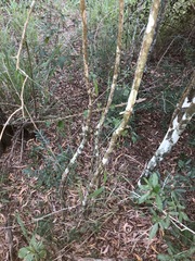 Capparis arborea