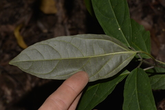 Clerodendrum floribundum