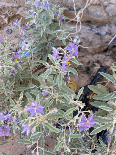 silverleaf nightshade