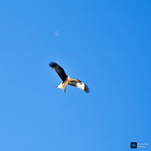 Red Kite