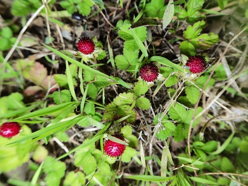 mock strawberry
