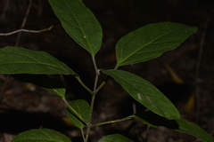 Clerodendrum floribundum