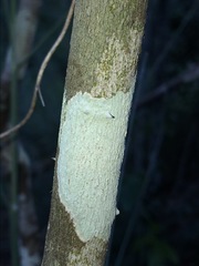 Capparis arborea