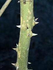 Capparis arborea