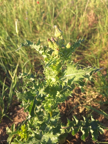 prickly sowthistle