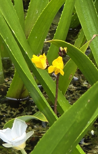 Utricularia vulgaris L. 3