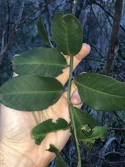 Capparis arborea