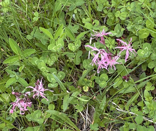 ragged-robin