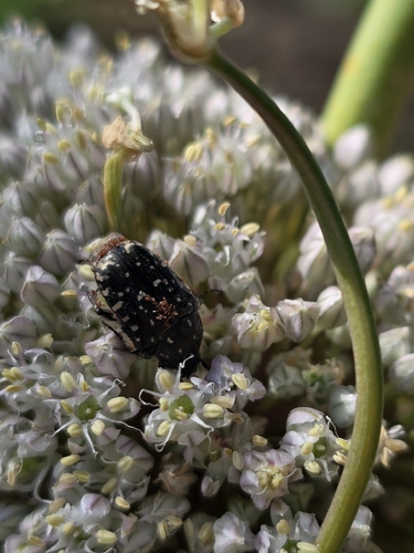 Mediterranean Spotted Chafer