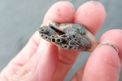 Neosabellaria kaiparaensis