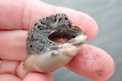 Neosabellaria kaiparaensis