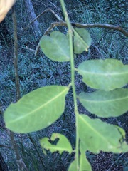 Capparis arborea