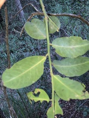 Capparis arborea