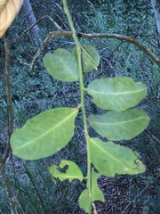 Capparis arborea