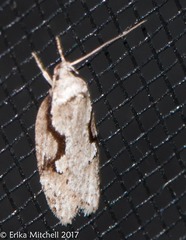 Semioscopis packardella