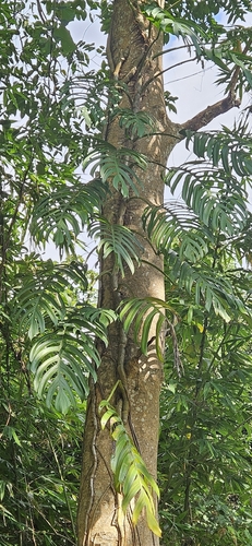Epipremnum pinnatum