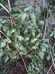 Capparis arborea
