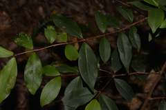 Pilidiostigma glabrum