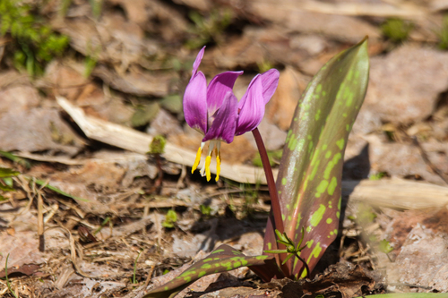 Erythronium sibiricum, photograph 3