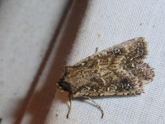 Ichneutica morosa