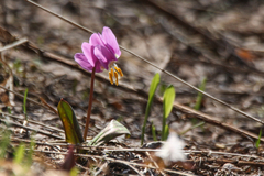 Erythronium sibiricum, photograph (c) Andrew Bazdyrev, some rights reserved (CC BY)