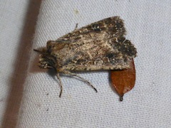 Ichneutica morosa