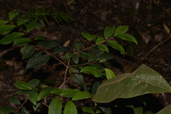 Pilidiostigma glabrum