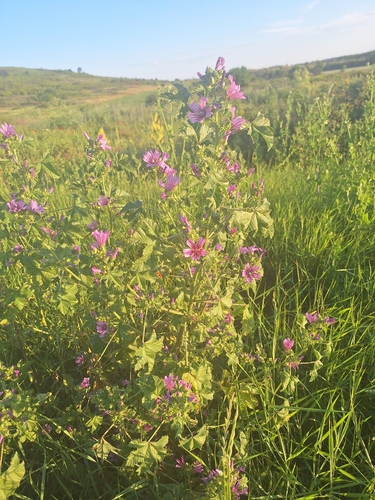 Common Mallow