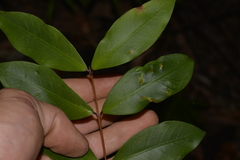 Pilidiostigma glabrum