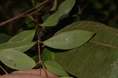 Pilidiostigma glabrum