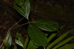 Neolitsea dealbata
