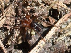 Agelena labyrinthica