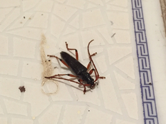 Disteniinae