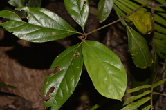 Neolitsea dealbata