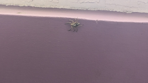 Pantropical Jumping Spider